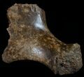 Cretaceous Crocodile Ischium (Hip Bone) - Hell Creek #10753-1